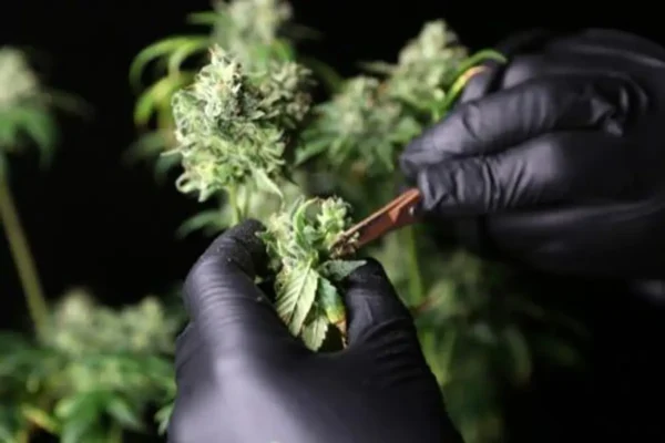 Why More Dispensaries Are Using White Label THC Solutions